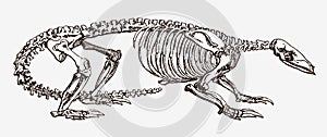 Skeleton of critically endangered pangolin, manis pentadactyla in profile view