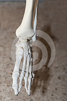Skeleton Detail Foot - Medical Anatomy Model