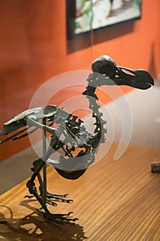 The skeleton of the Dodo on Mauritius, La Vanille.