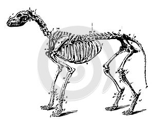 Skeleton of a Dog vintage illustration