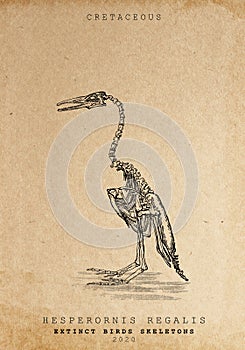 Skeleton of extintct bird