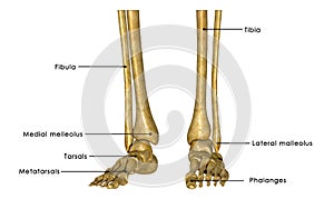 Skeleton feet