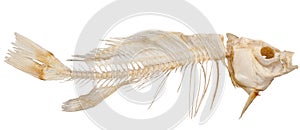 Skeleton of fish