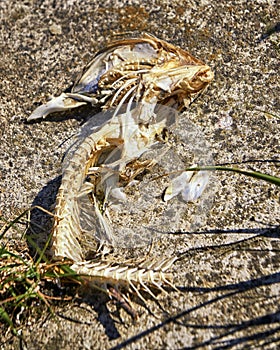 Skeleton of fish bones on the beach