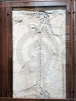 Skeleton fossil of prehistoric fish in museum