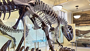 New York, USA January 23, 2024: Skeleton of the fossil remains of a Tyrannosaurus rex
