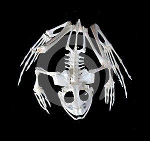 Skeleton of a frog. photo