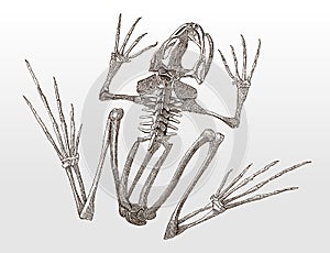 Skeleton of a frog in top view