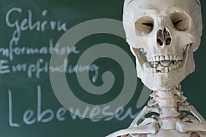 Skeleton in front of school blackboard