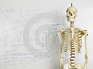 Skeleton In Front Of Whiteboard