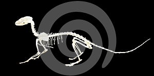 Skeleton of genet. Isolated over black photo