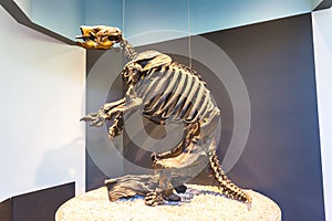 Ground Sloth Skeleton