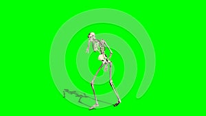 Skeleton goes crippled forward 3 - green screen