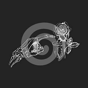 Skeleton hand and rose, drawn sketch in vector.