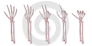 Skeleton hands counting 1-5