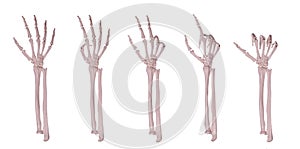 Skeleton hands counting 1-5 photo