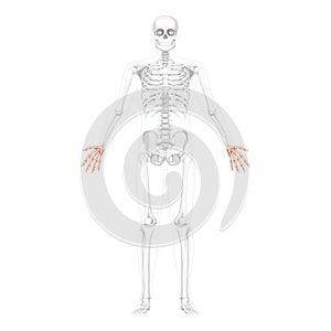 Skeleton Hands Human front view with two arm poses with partly transparent bones position. Carpals, wrist, metacarpals