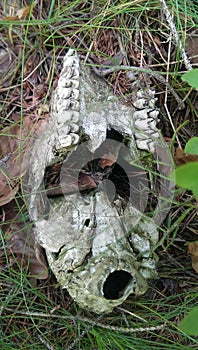 Skeleton of head with set of theeth of animal on forest ground