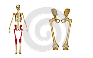 Skeleton: Hip and Femur bones