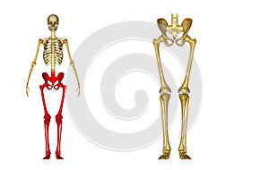 Skeleton: Hip, Femur, Tibia, Fibula, Ankle and Foot bones