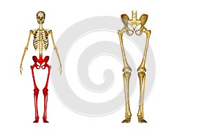 Skeleton: Hip, Femur, Tibia, Fibula, Ankle and Foot bones photo