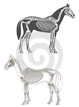 Skeleton horse photo