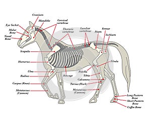 Skeleton of a horse with the different bones
