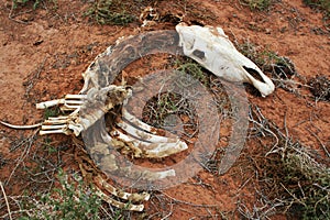 Skeleton of horse with skull