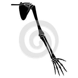 Skeleton Human arm with Shoulder girdle silhouette body bones - hands, forearms, clavicle, scapula front view flat black