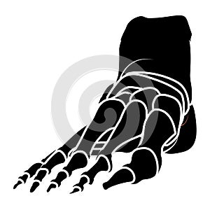 Skeleton Human foot silhouette body bones - front Anterior ventral view. Feet, ankle, tarsals metatarsals phalanges