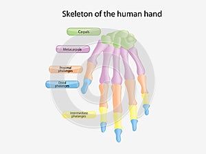 Skeleton of the human hand