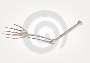 Skeleton in human hands,   on a white background Medical illustration, 3D illustration