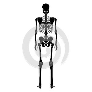 Skeleton Human silhouette body bones - hands, legs, chests, vertebra, pelvis, Thighs back Posterior dorsal view flat