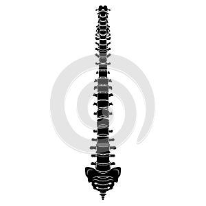 Skeleton Human Vertebral column silhouette spine body bones - sacrum, vertebrae, coccyx front Anterior ventral view