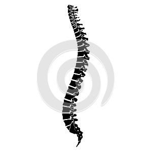 Skeleton Human Vertebral column silhouette spine body bones - sacrum, vertebrae, coccyx side lateral view flat black