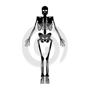 Skeleton icon. Human Skeleton front side Silhouette. Isolated