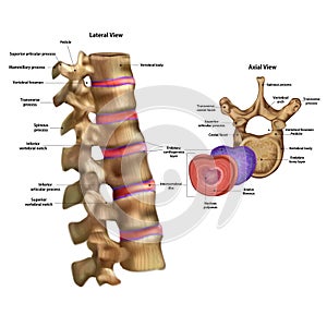 Skeleton. Intervertebral disc with the name photo