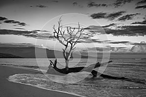Skeleton Keave Tree with Beache, Sand, Ocean and Sky in Maui, Hawaii, USA.