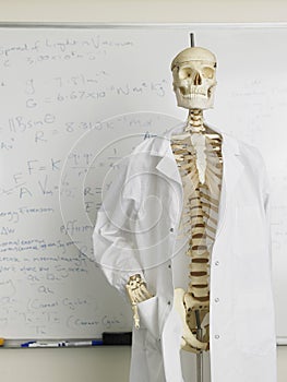 Skeleton In Lab Coat In Front Of Whiteboard