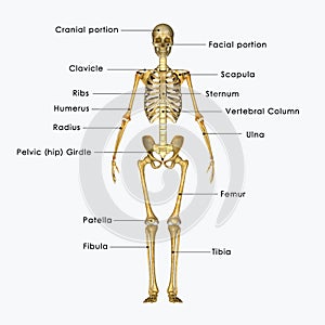 Skeleton labelled