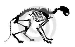 Skeleton of a large cat.