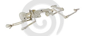 Skeleton Laying Partially Prone and Sideways photo