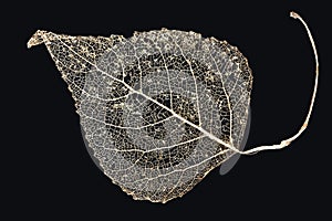 Skeleton leaf