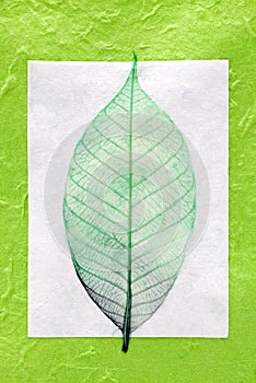 Skeleton leaf