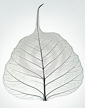 Skeleton leaf