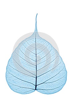 Skeleton Leaf