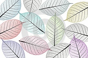 Skeleton leaf abstract background