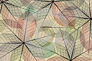 Skeleton leaf abstract background