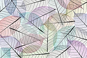 Skeleton leaf abstract background