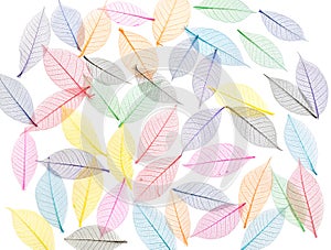 Skeleton leaf abstract background